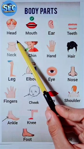 72K views · 2.1K reactions | Body Parts . . . . ... #PartsOfBody #vocabulary #English | Smart Education Center- SEC | Facebook