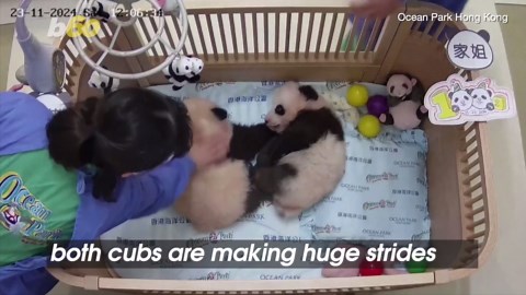 Hong Kong's Adorable Twin Panda Cubs Celebrate 100 Days of Cuteness