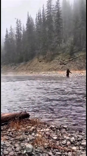 Two hikers by Joseph, Oregon are riverbank quiet, witness something unbelievable. A Bigfoot, right across the water. It appears to be holding its left arm, maybe an injury of some sort like a torn rotator cuff possibly. Their jaws dropped, utterly speechless. What an unbelievable moment witnessing something truly unbelievable!!! #boisebigfoot #cryptidclan #foryouシ | Boise Bigfoot