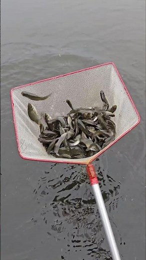 Catch fish with a seine net