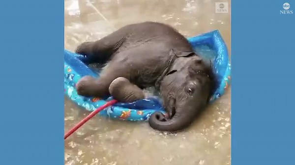 Baby elephant takes a dip in kiddie pool