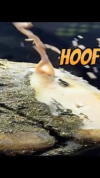 hoof abscess in cattle 🐄