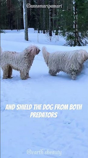 Why Does This Dog Look Like a Mop? #shorts #animals