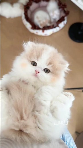 NEW RELEASE: ‘CAT SIMULATOR 2024’ DLC! Unlock 20 Breeds + Parkour Moves 💻 Reward: Heart Explosion!