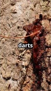 🌳 @Sandbox Tree: The Dynamite Tree with Explosive Secrets! #SandboxTree #DynamiteTree #natureshots