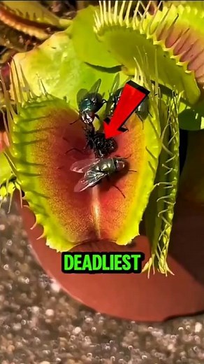 Top 5 Deadliest Carnivorous Plants on Earth 😱