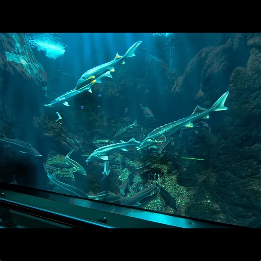 😎👌🐠🐟🦈 | Farkas János