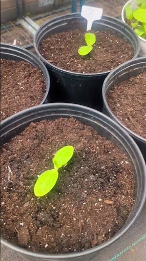 Growing Round zucchini vertically in container ( Part one) #zucchini #courgettes #squash
