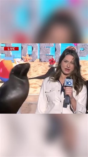 Funny seals #seal #seals #tiktok #funnytiktok #Foryou #funny #funnyanimals #funnyanimal