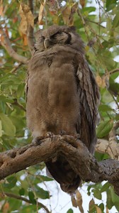 Verreaux's eagle-owl calling. #bird #owl #eagleowl #owls #raptor #safari #birdwatching #Botswana #birdphotography #eagleowl | Moving Pictures Africa