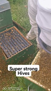 🐝🐝The stronger hive the better cropping 🐝🐝🐝 1 full Box of bees 1 full lid bees wow just amazing North of new zealand Whanganui city #beekeeperslife #bees #manukahoney #beehive #beekeeper #koreananghilasteam | Beekeeping Journey