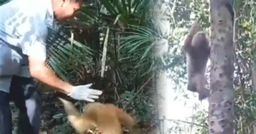 Vượn má hung, tê tê Java và hàng chục động vật hoang dã được thả về tự nhiên