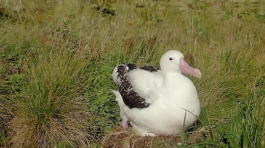 Tristan albatross eaten alive by large invasive rats