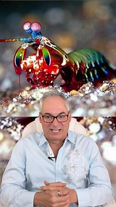 El Ataque del Camarón Mantis el más mortal del #reinoanimal #RapidosYFuriosos #fyp #historiaquecontar #curioso #ASOMBROSO #mundoanimal | El Hombre del Pelo Blanco