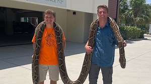 La más grande: hallan a serpiente pitón de 19 pies en Florida