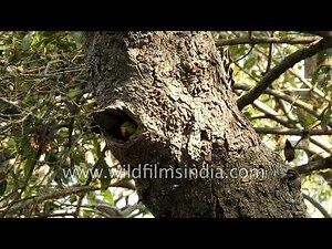 Indian Ringneck Parakeet couple at Keoladeo National Park