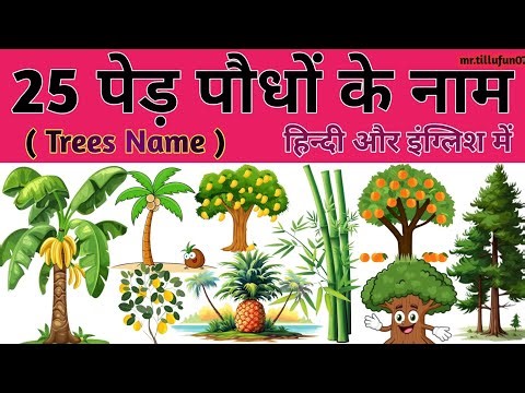 25 Trees Name in English and Hindi | पेड़ों के नाम | Learn Tree Names with Fun! 🌳 | Trees Name #kids