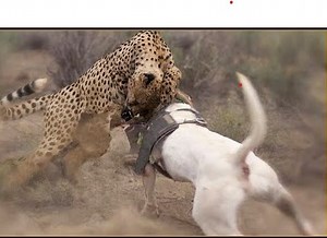 15 Moments Strongest Dogs Fighting Leopards | Dog vs Leopard | Palmer Strong
