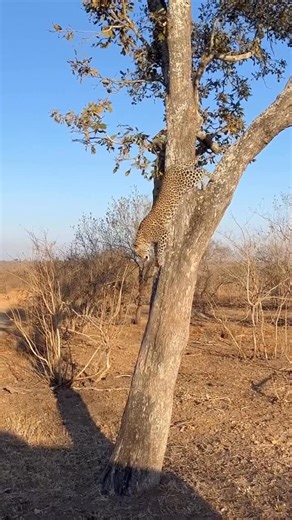 solomon the guide on Instagram: "What do leopards primarily eat in wild? In the wild, leopards are incredibly versatile hunters, feasting on a wide range of prey thanks to their stealth and adaptability. Their diet mainly includes medium-sized animals like antelope, deer, and pigs, but they’re also skilled at catching smaller creatures such as birds, rodents, and even fish when the opportunity arises. This flexible appetite helps them thrive in diverse habitats—from dense forests to rocky mounta