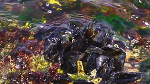 Mediterranean mussel or Mytilus galloprovincialis on rocks in the sea.