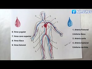 ¿Cómo dibujar el SISTEMA CIRCULATORIO Y SUS PARTES?