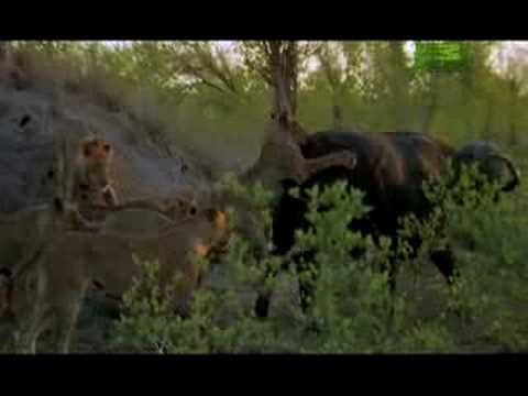 Killer Clips- Lions Attack Buffalo