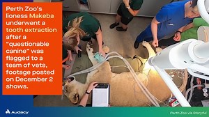 The tooth extraction was a "roaring success" for this lioness. | Audacy