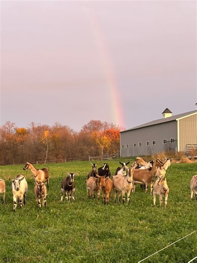 Goats are companion animals — they really do need a friend. 🐐💛 So here are some of our buddies hanging out together, because life is always better with a friend by your side. And just look at that rainbow today 🌈 — a sweet reminder of hope and God’s promise, shining over all our little blessings here on the farm. 💕 #GoatFriends #RaphaFarmsMN #FarmLife #HappyGoats #GoatLove #GoatsofTikTok #RainbowBlessings | Rapha Farms MN