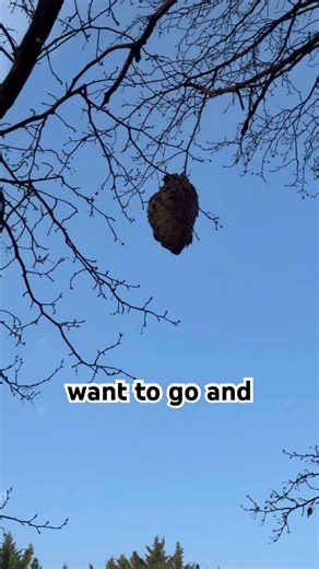 That’s a Big Hornet Nest