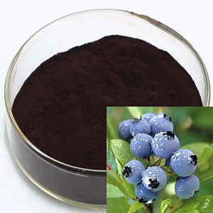 [Hot Item] Plant Extract Bilberry Extract 10%~25% Anthocyanidins (UV-VIS) Anti-Aging