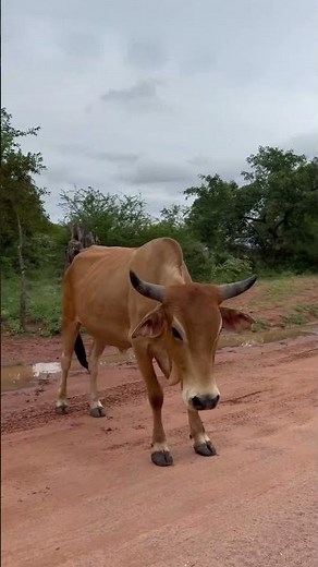Botswana #popular #cattle #breed #trending #africa