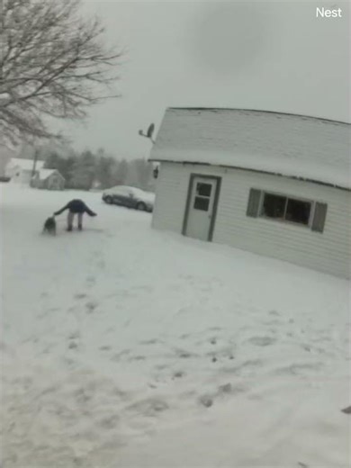 German Shepard Dog taking out her big human sister