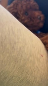 Teacup Poodle Review My experience with this adorable teacup poodle...