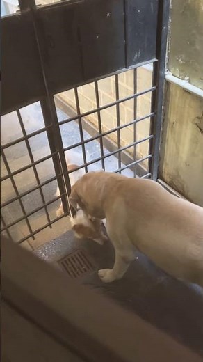 Shiro and Atree #cinematic #shiro #doglife #dog