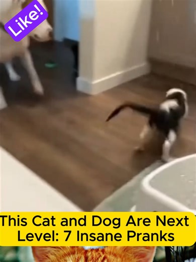 7 GENIUS ways cats and dogs annoy each other! 🐱🐶 Watch the ultimate prank war between these two. From sneaky paws to unexpected traps, who will win? This