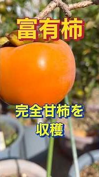 富有柿、完全甘柿を収穫