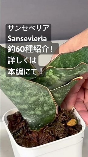 サンセベリア サンスベリア 品種紹介！ 詳しくは本編動画にて^_^ #サンセベリア #サンスベリア #Sansevieria https://youtu.be/D5oTXkDAskA