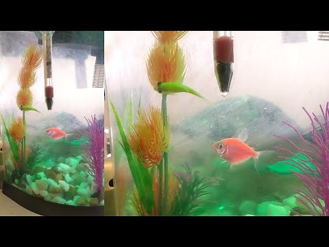 Swim Bladder Disease in Aquarium fish (GloFish) - Treatment options |Tetra lifeguard | Feeding Peas
