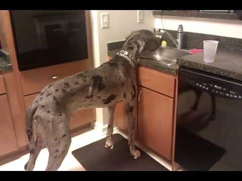 Thirsty Blue Merle Great Dane and the Kitchen Sink