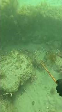 #diving #crab #catchthesea #seaside #seafood #fish #lobster