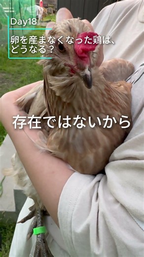 卵を産まなくなった鶏は、どうなる？