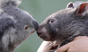 Koala and wombat become besties after sharing an enclosure during lockdown