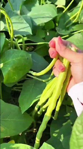 harvesting green long beans from the vine in a garden area during a bright and sunny daytime