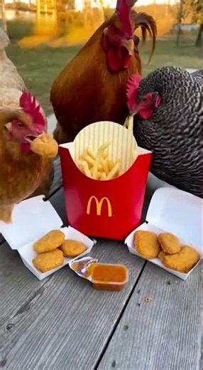 Chickens eating chicken nuggets and fried from McDonald's #govirl #funny #virlshorts