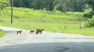 Caution. Bobcat crossing. Female Bobcats breed every year and give birth to 1-5 kits around April to May in New York. During the late summer and early fall months it is common to see kits still with the female. By winter, the young will disperse on their own. If you see a bobcat or other furbearer in upstate new York, please report your sighting using the furbearer sighting survey: https://dec.ny.gov/nature/animals-fish-plants/biodiversity-species-conservation/citizen-science/furbearer-sighting-