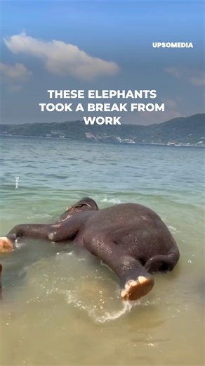 These adorable little elephants are enjoying a refreshing bath on the shores of Thailand, where their caregivers let them play freely in the sea. | The Kiwi