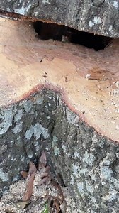 Felling a really bad hollow oak tree 💀⛔️ #fyp #chainsaw #viral #arborist #treeremoval #climbing #treework #treefelling #thor #s-003 | Daily Cut