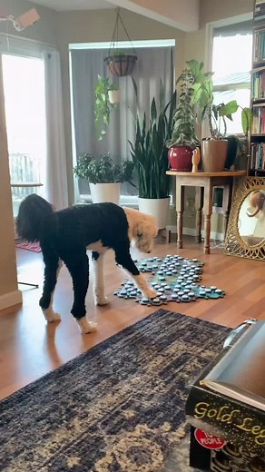 So we went to the park, lol. I love that Bunny doesn’t always take no for an answer. We control pretty much every single aspect of our pets lives. It’s sometimes hard to remember that they are, in fact, captive animals. Giving Bunny the ability to choose as many activities throughout her day as possible makes me feel like I’m honoring her welfare in the very best way I can #choice #smartdog #talkingpet #dogtok