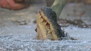 Alligators offer rare glimpse at how they survive cold weather as winter grips southern U.S.
