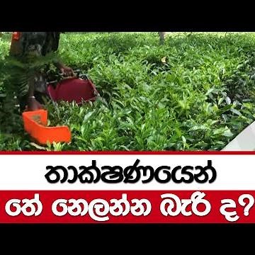 තාක්ෂණයෙන් තේ නෙලන්න බැරි ද?